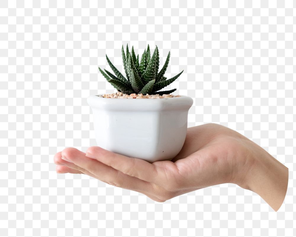 Hand holding cactus png sticker, transparent background