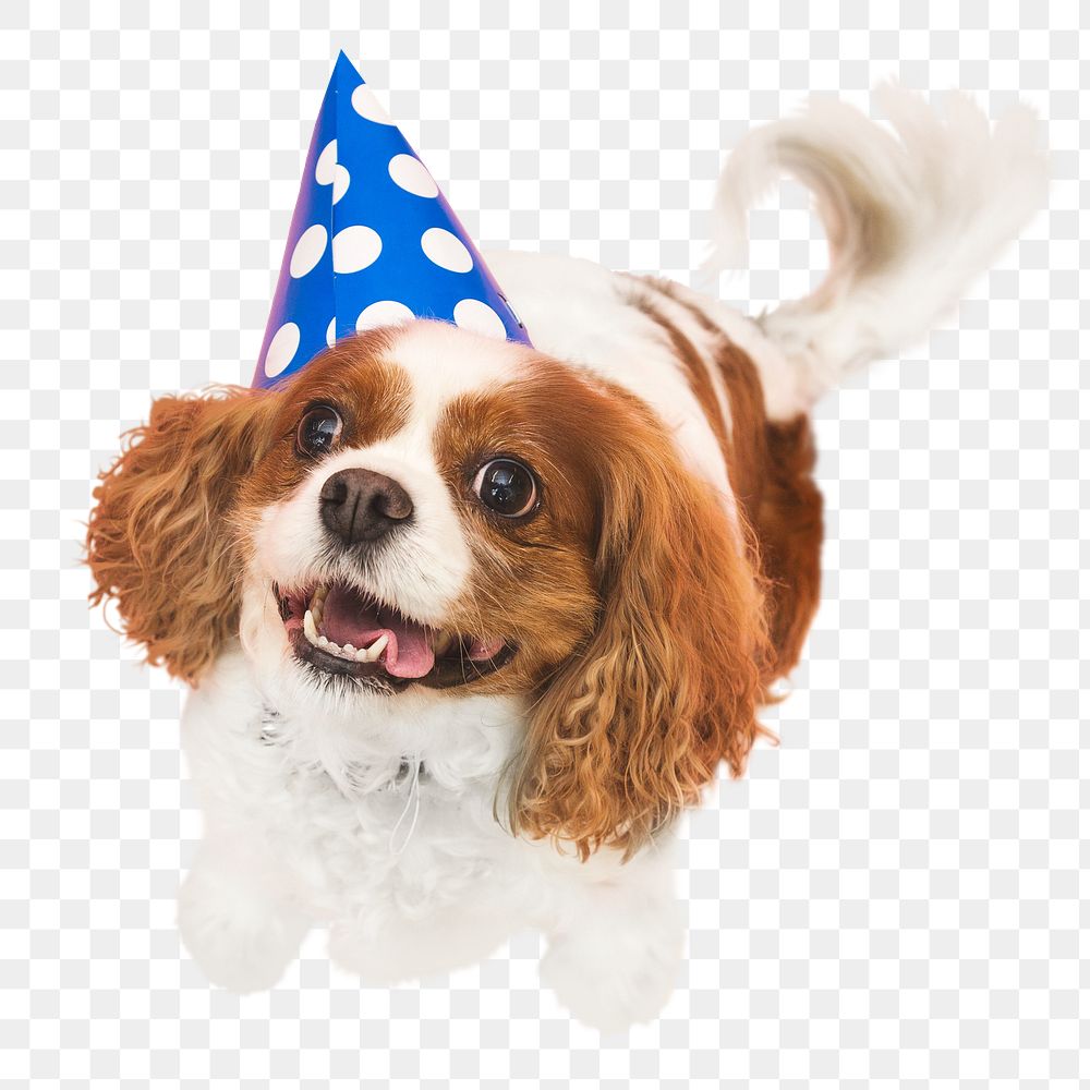 Birthday dog png sticker, transparent background