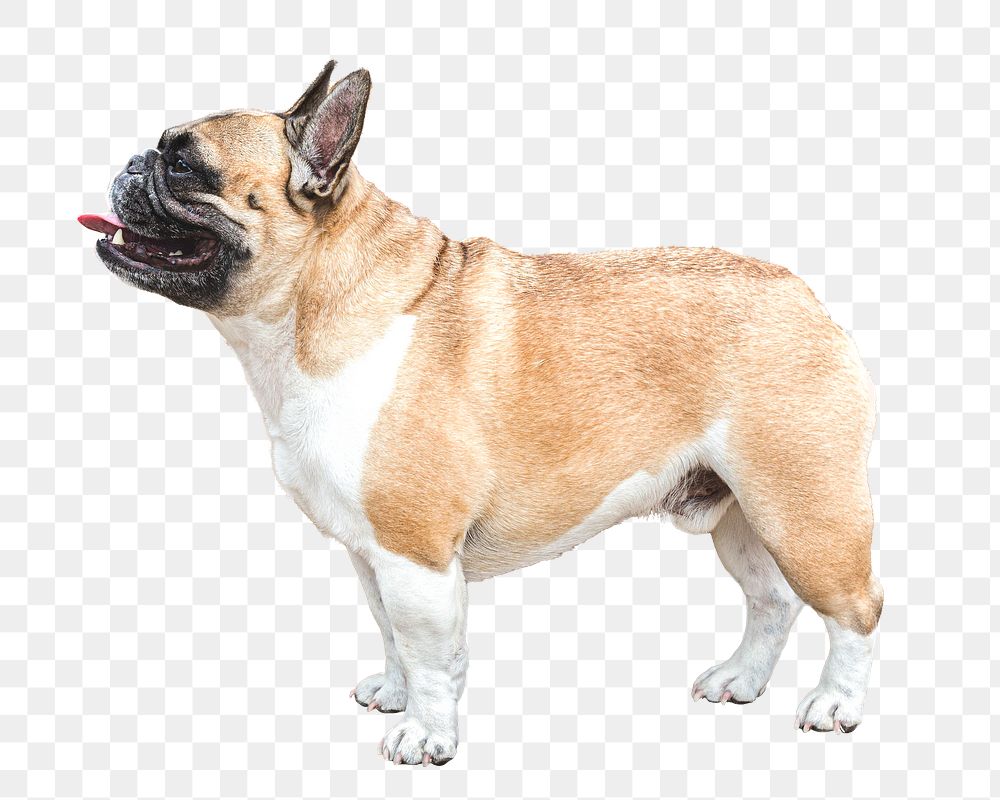 Bulldog png sticker, transparent background