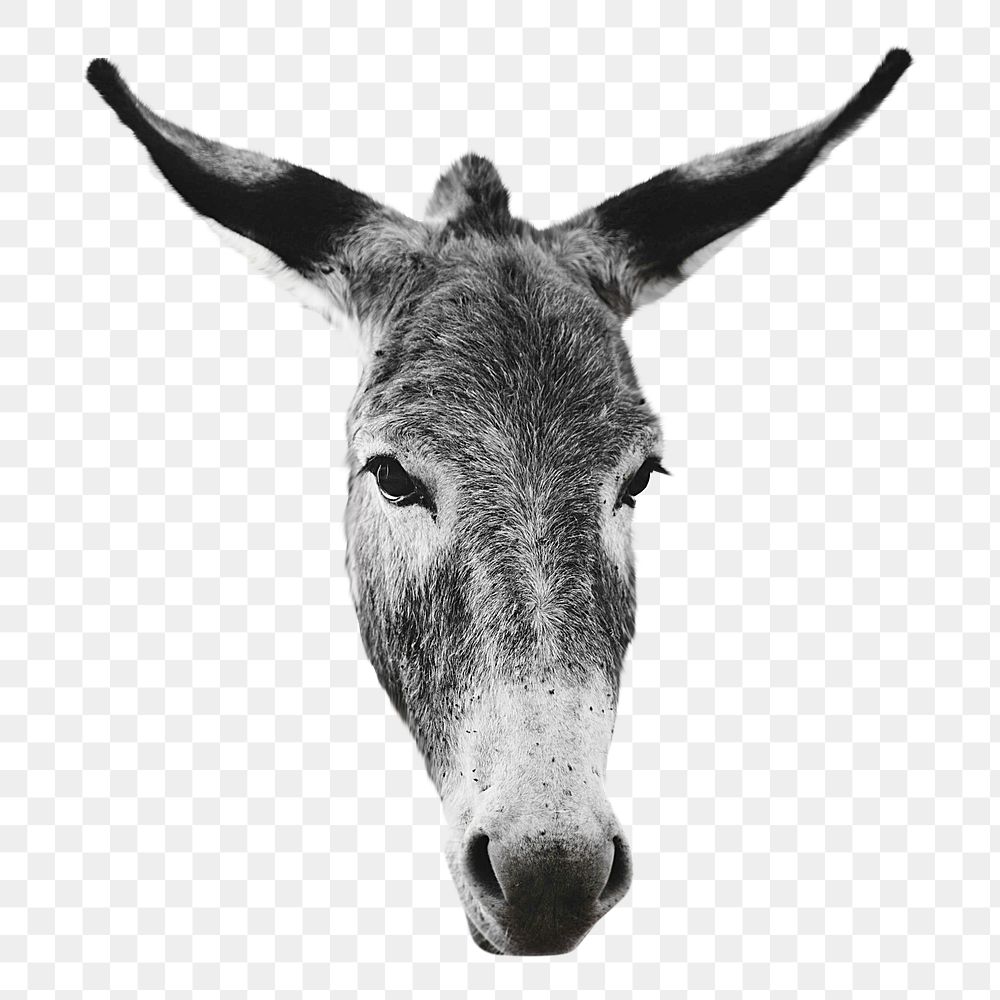 Donkey  png sticker, transparent background