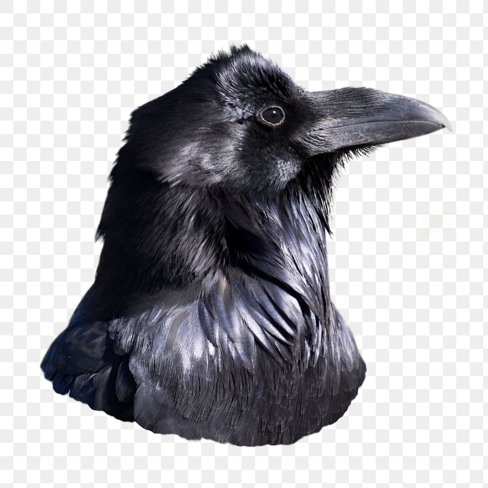 Common raven png bird sticker, transparent background