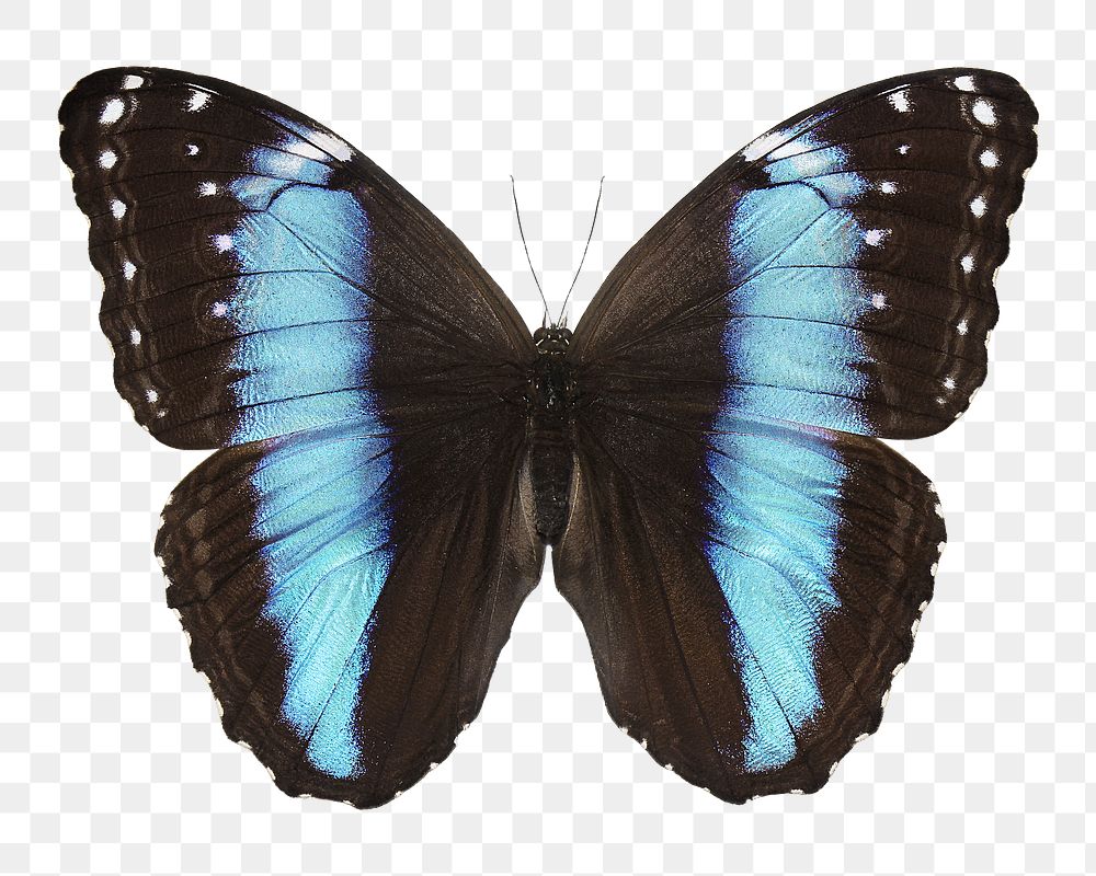 Butterfly png sticker, transparent background