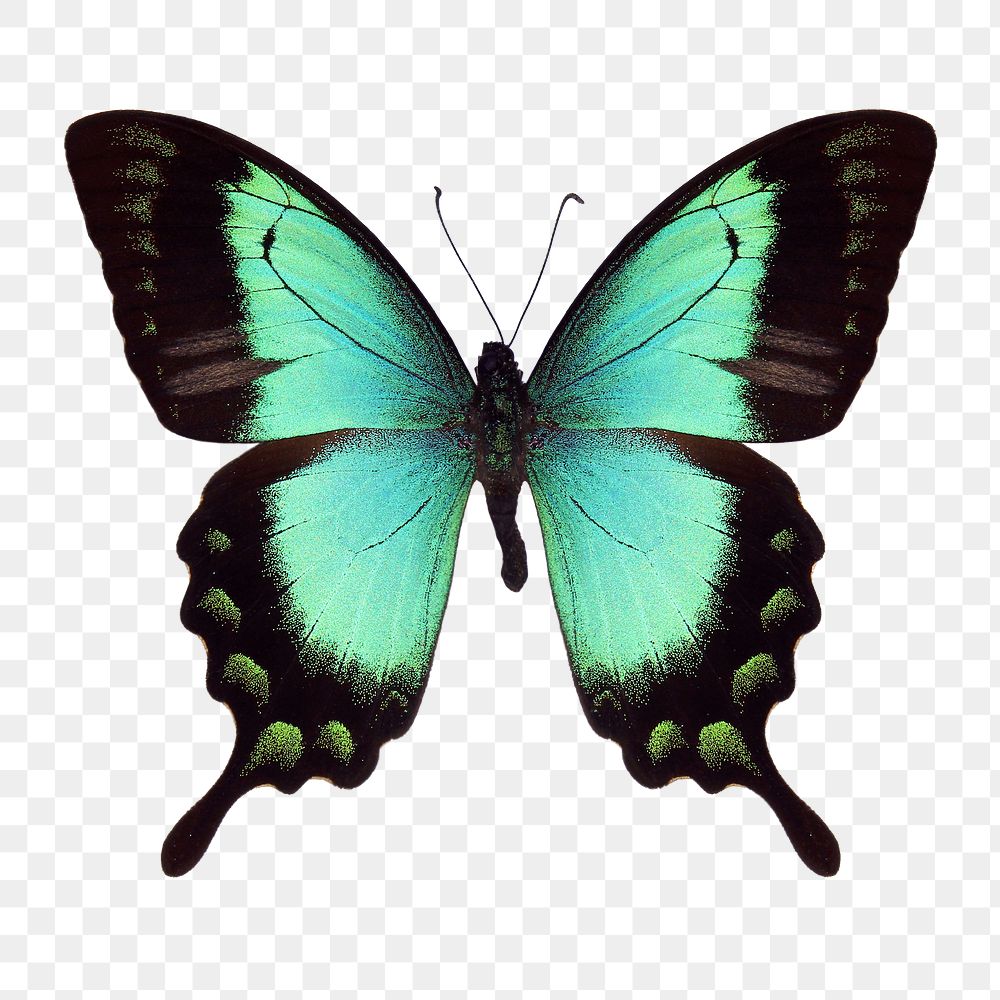 Green butterfly insect png sticker, transparent background