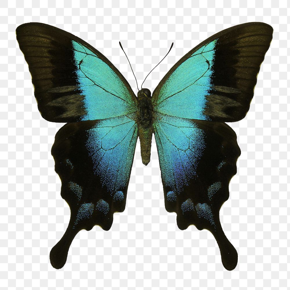 Blue butterfly png sticker, transparent background