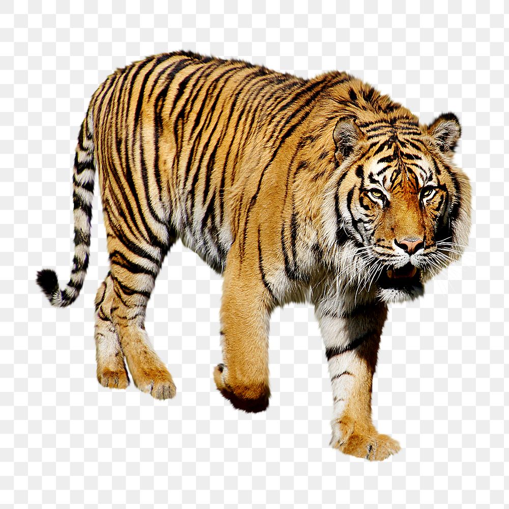 Sumatran tiger png sticker, transparent background