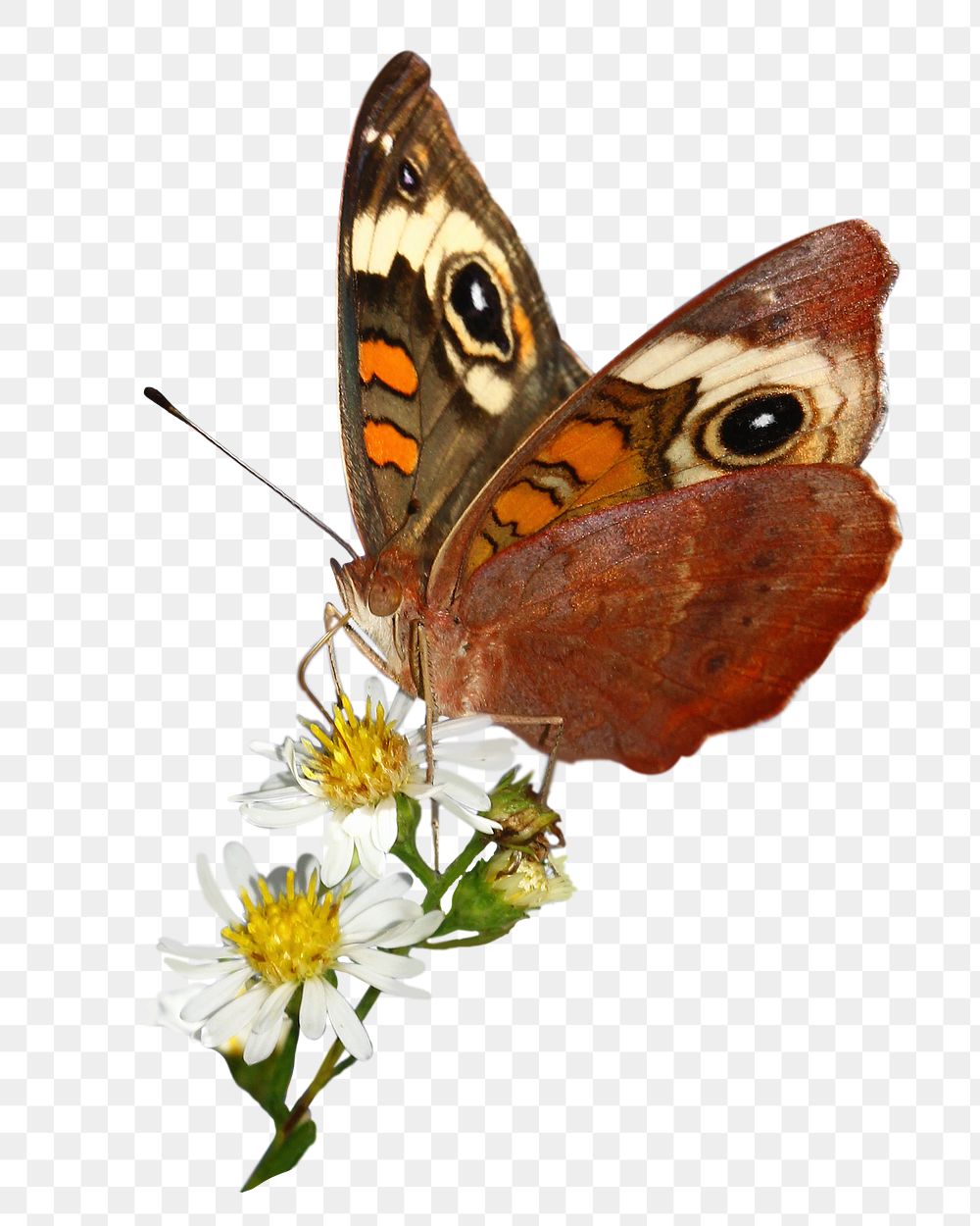 Beautiful butterfly  png sticker, transparent background