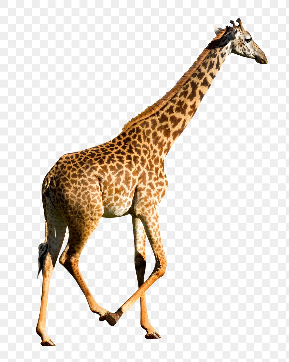 Walking giraffe png sticker, transparent background