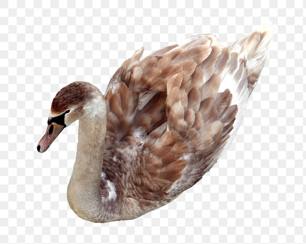 Swan png animal  sticker, transparent background