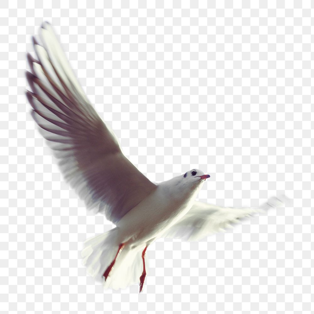 Seagull png animal  sticker, transparent background