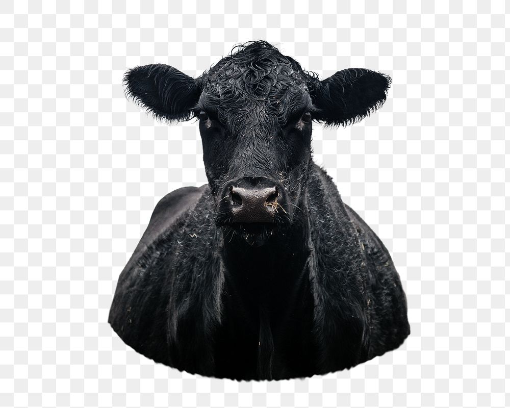 Black cow png sticker, transparent background