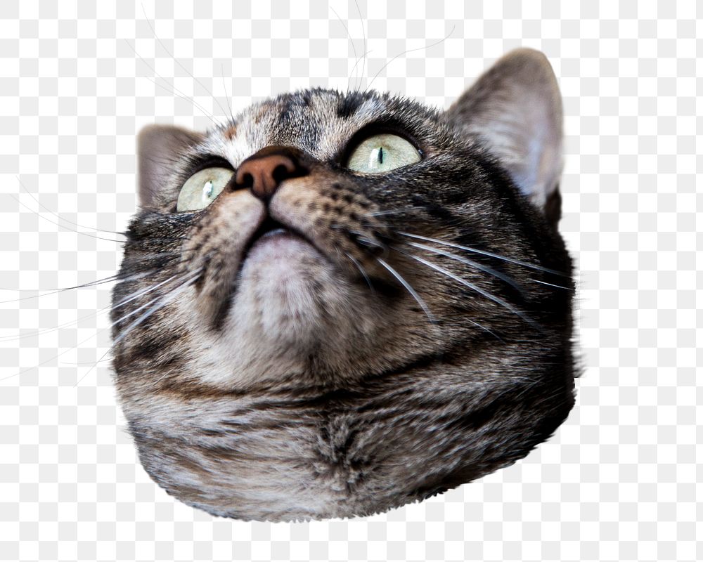 Cat png pet sticker, transparent background