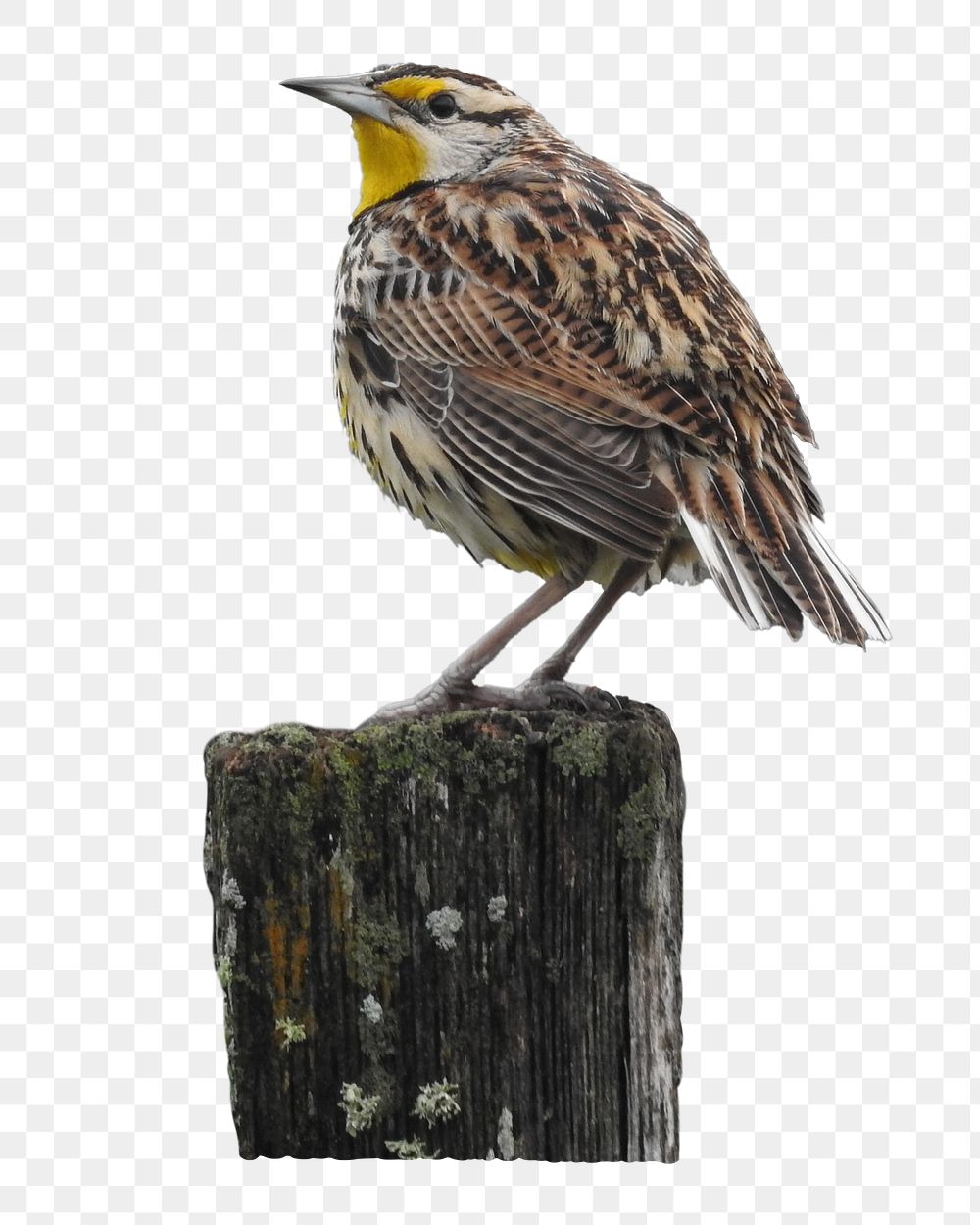 Eastern meadowlark bird  png sticker, transparent background