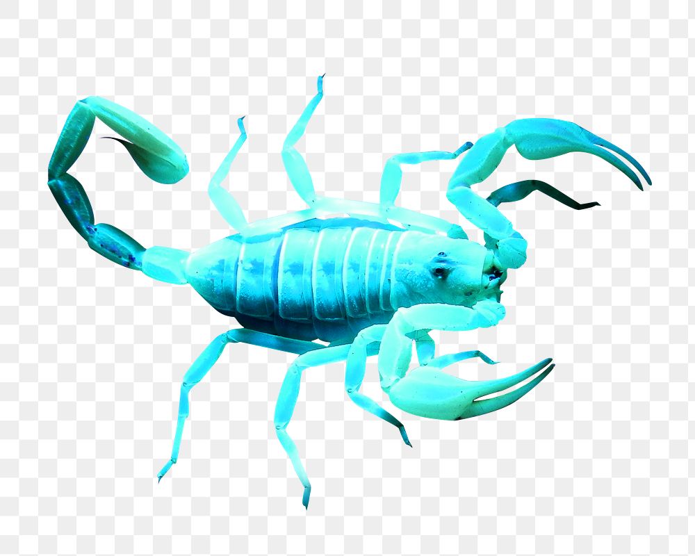 Blue scorpion png sticker, transparent background
