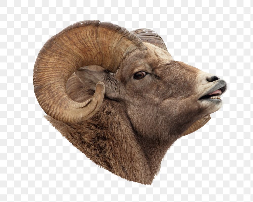 Bighorn sheep png animal sticker, transparent background