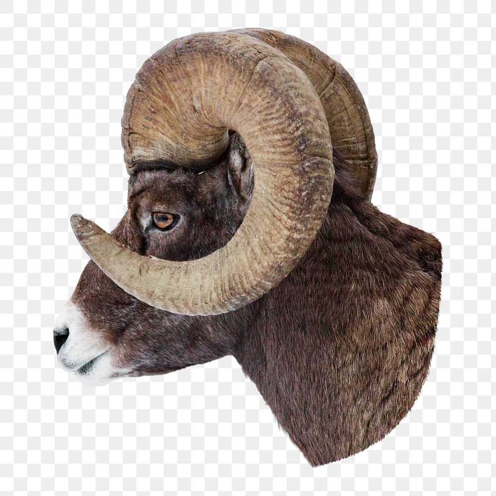 Bighorn sheep png animal sticker, transparent background