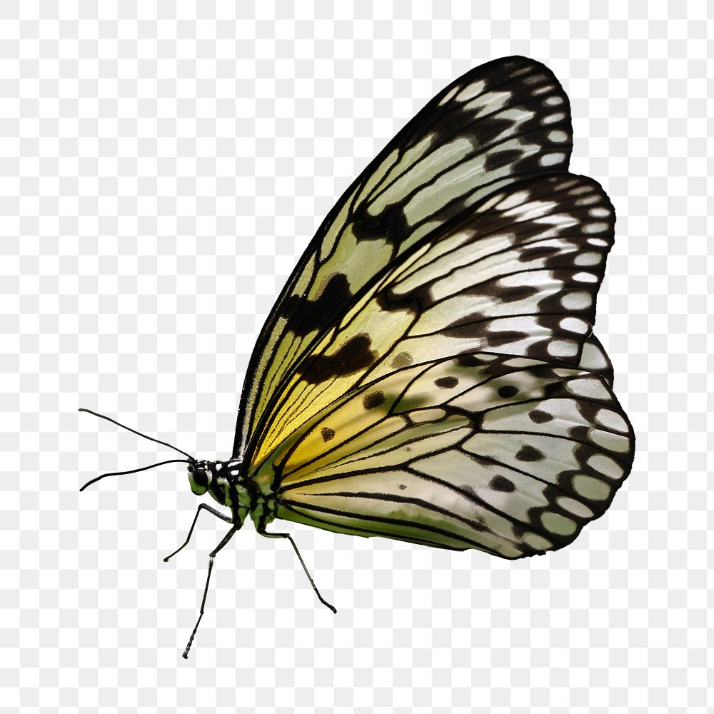 Butterfly png sticker, transparent background