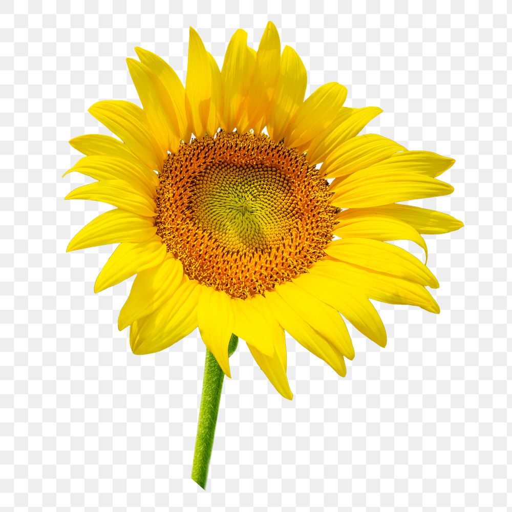 Sunflower png sticker, transparent background