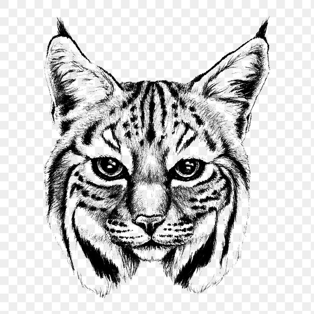 Bobcat Portrait png sticker, transparent | Free PNG - rawpixel