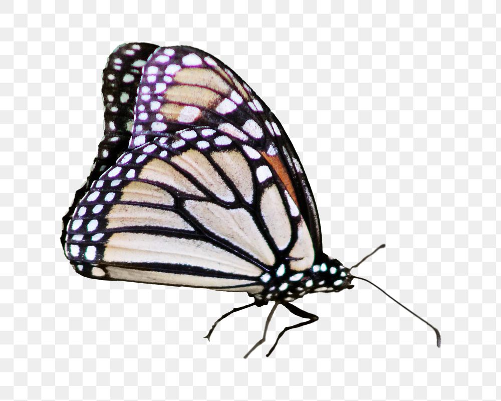 Monarch butterfly png sticker, transparent background