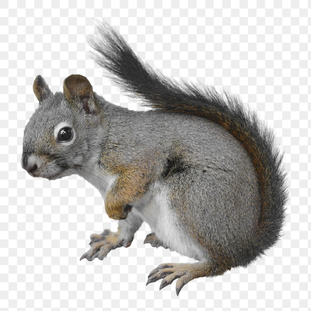 Squirrel png sticker, transparent background