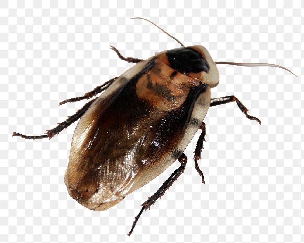 Cockroach insect png sticker, transparent background