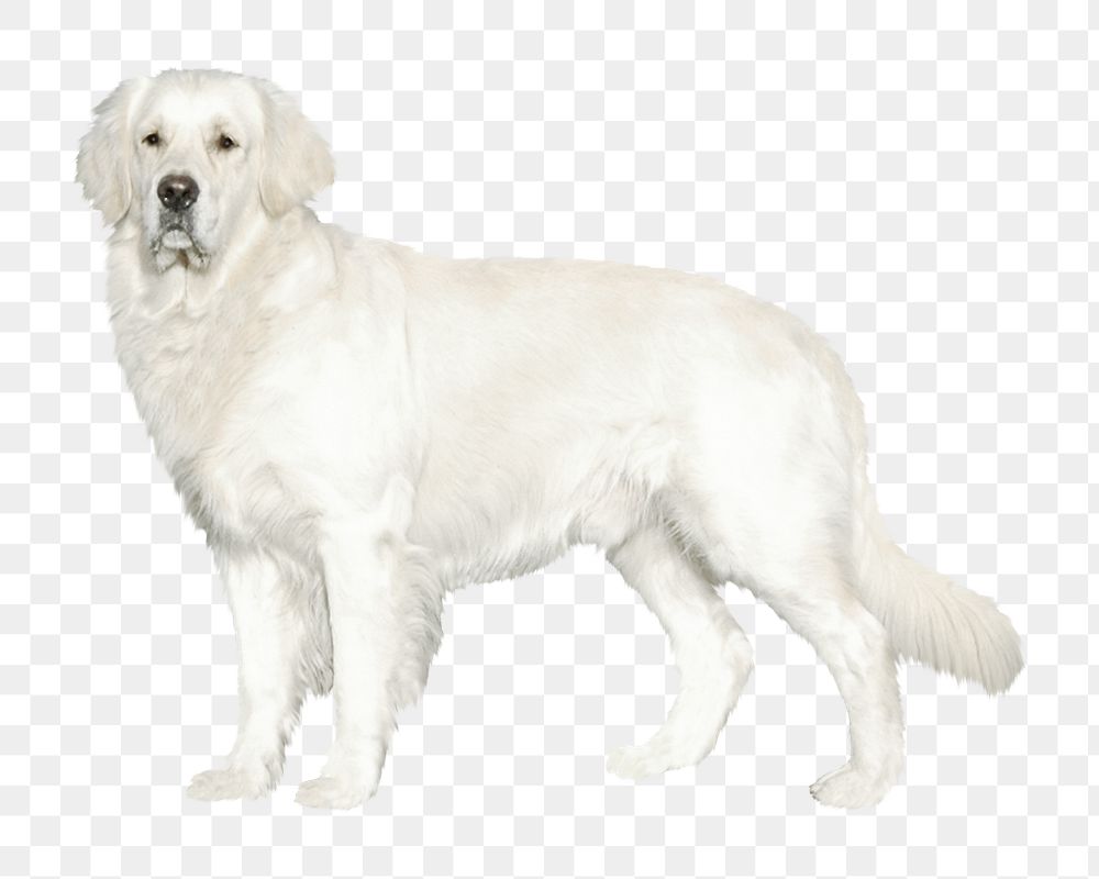 White golden retriever dog png sticker, transparent background