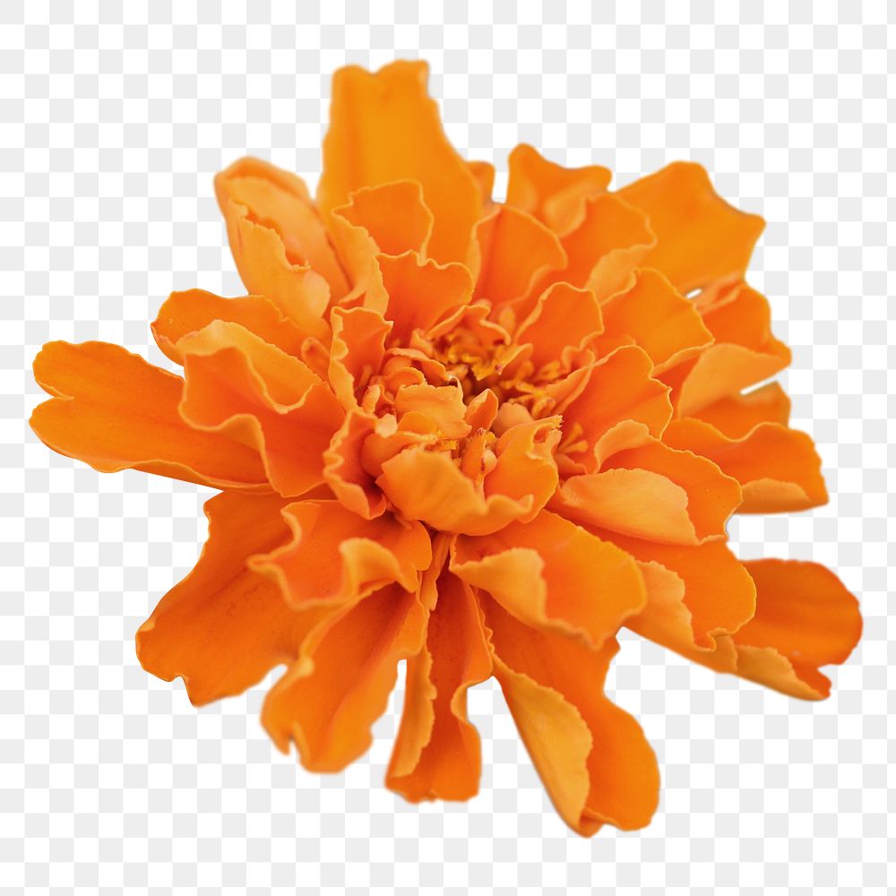 Marigold flower png sticker, transparent background