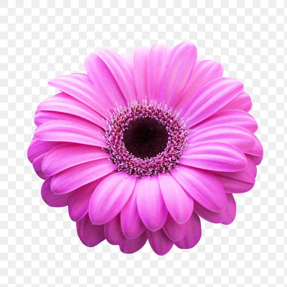 Pink gerbera flower png sticker, transparent background