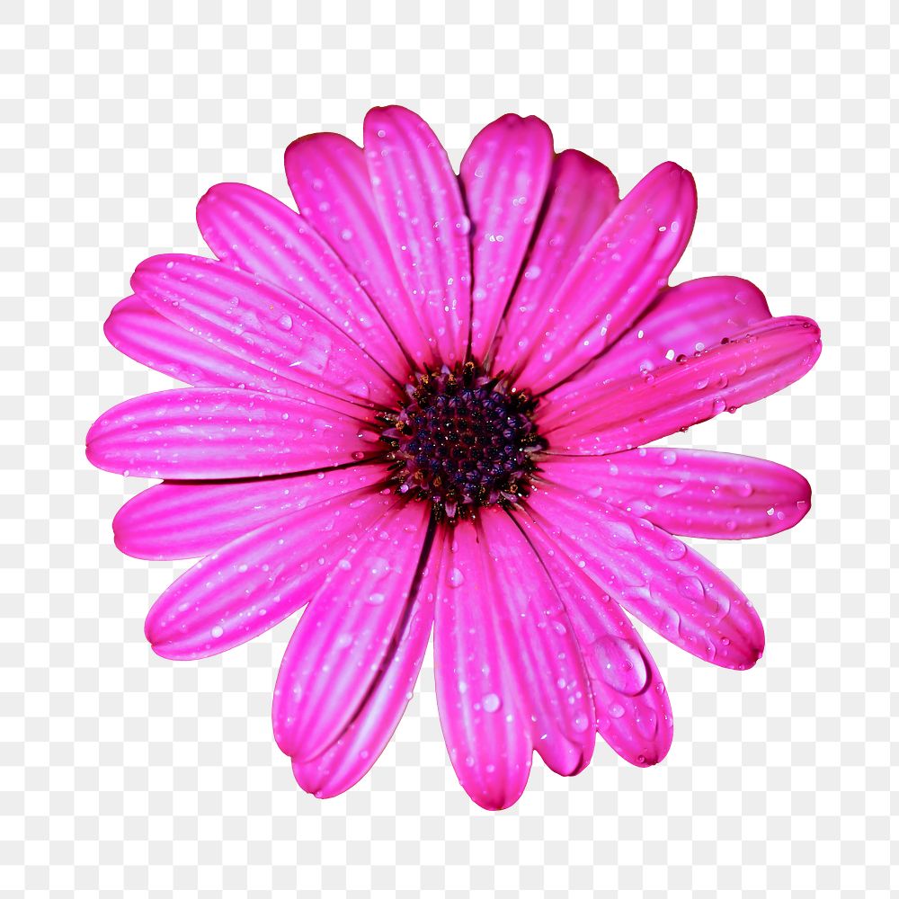 Pink gerbera png sticker, transparent background