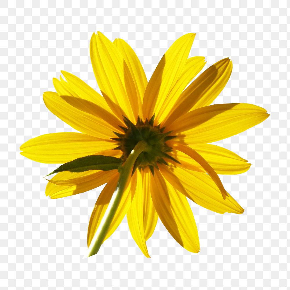 Png backside of sunflower sticker, transparent background