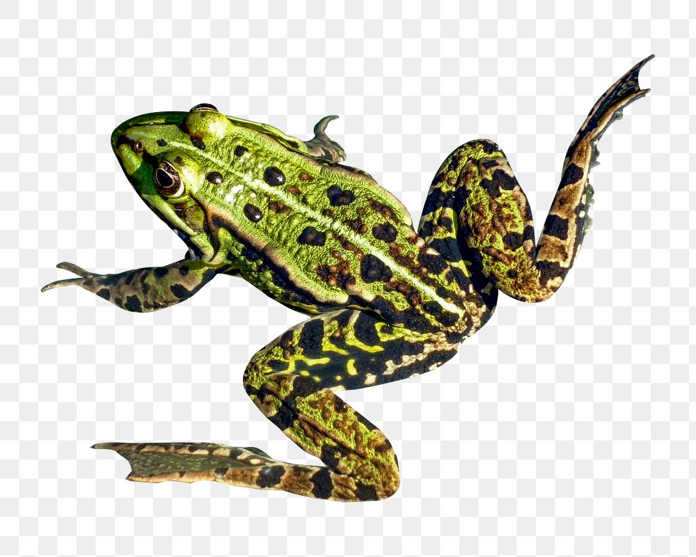 Spotted frog png sticker, transparent background