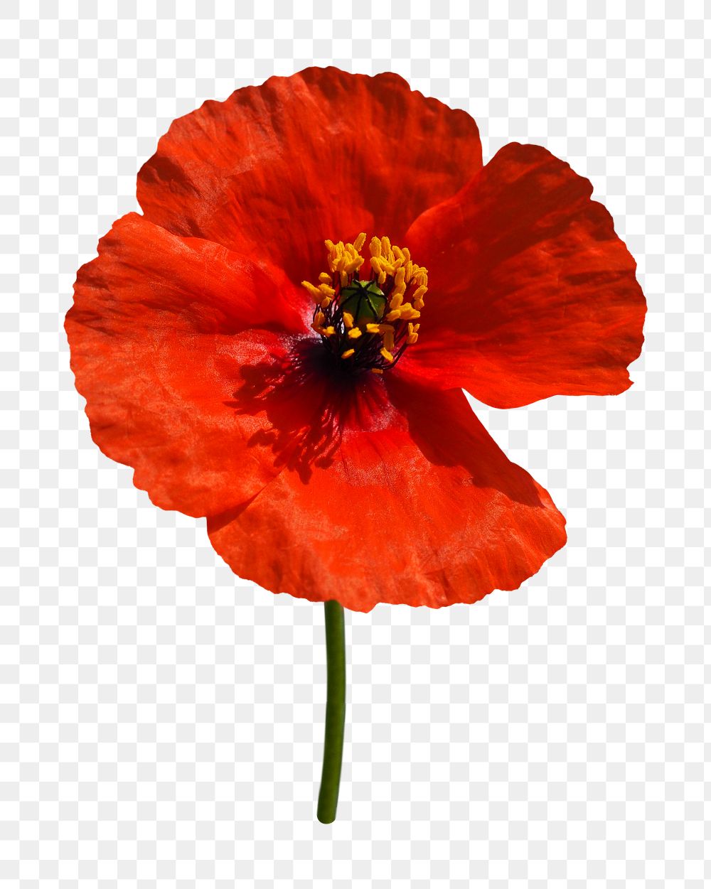 Red poppy flower png sticker, transparent background