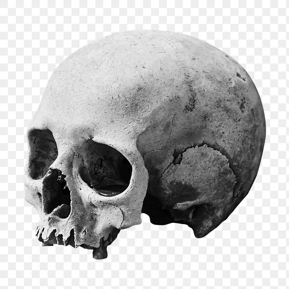 Skull  png sticker, transparent background