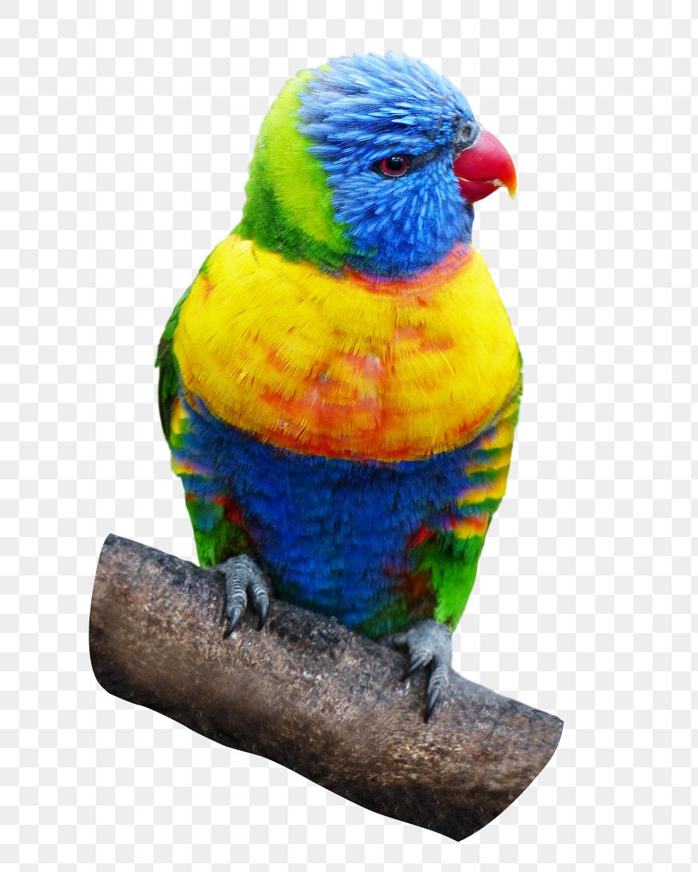 Loriini bird png sticker, animal image, transparent background