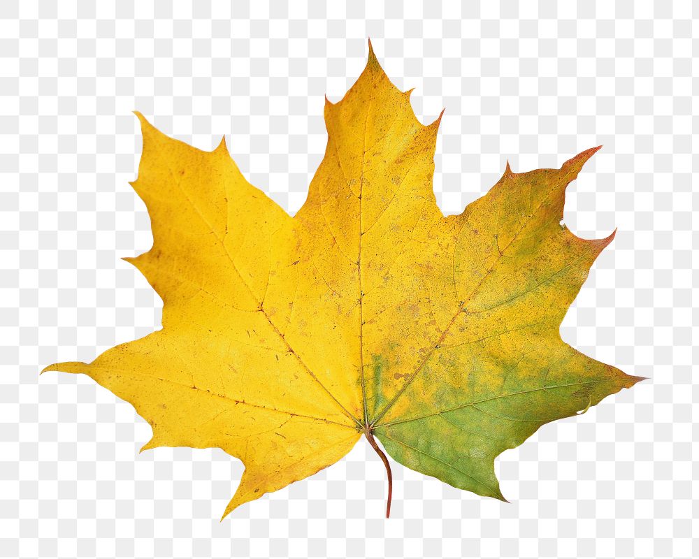 Autumn maple leaf png sticker, transparent background