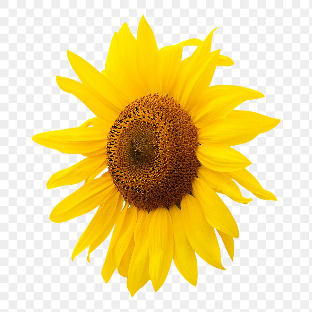 Sunflower png sticker, transparent background | Free PNG - rawpixel