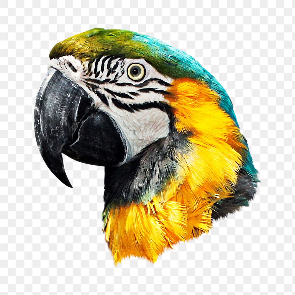Macaw bird wildlife png sticker, transparent background