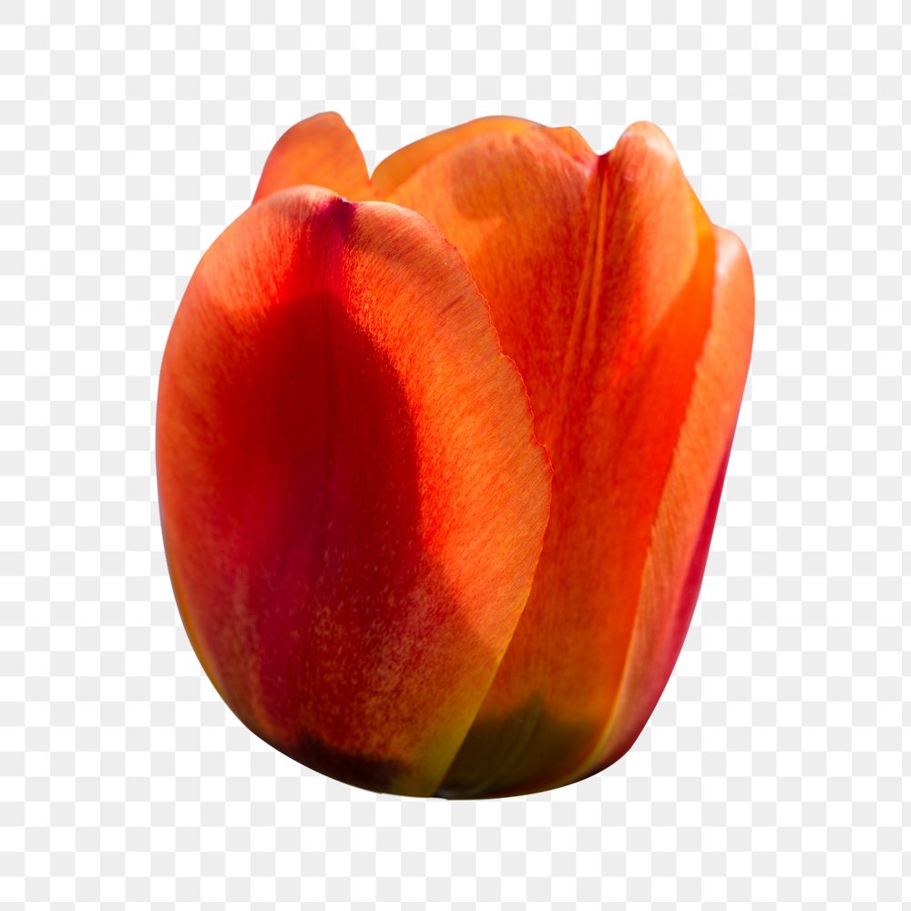 Red tulip png flower sticker, transparent background