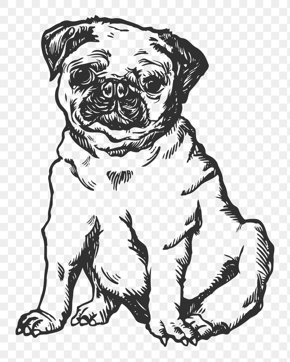 Pug dog png sticker, black & white illustration, transparent background