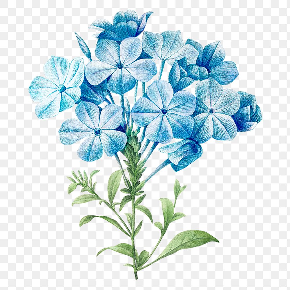Blue hydrangea png vintage flower sticker, painting by Pierre Joseph Redouté on transparent background. Remixed by rawpixel.