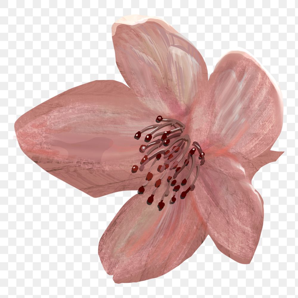 Cherry blossom flower png sticker, transparent background