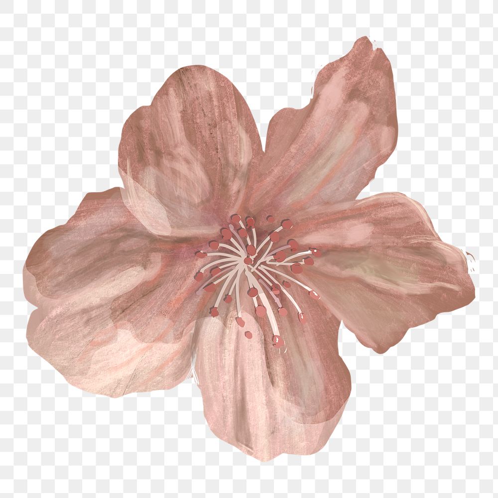 Cherry blossom flower png sticker, transparent background