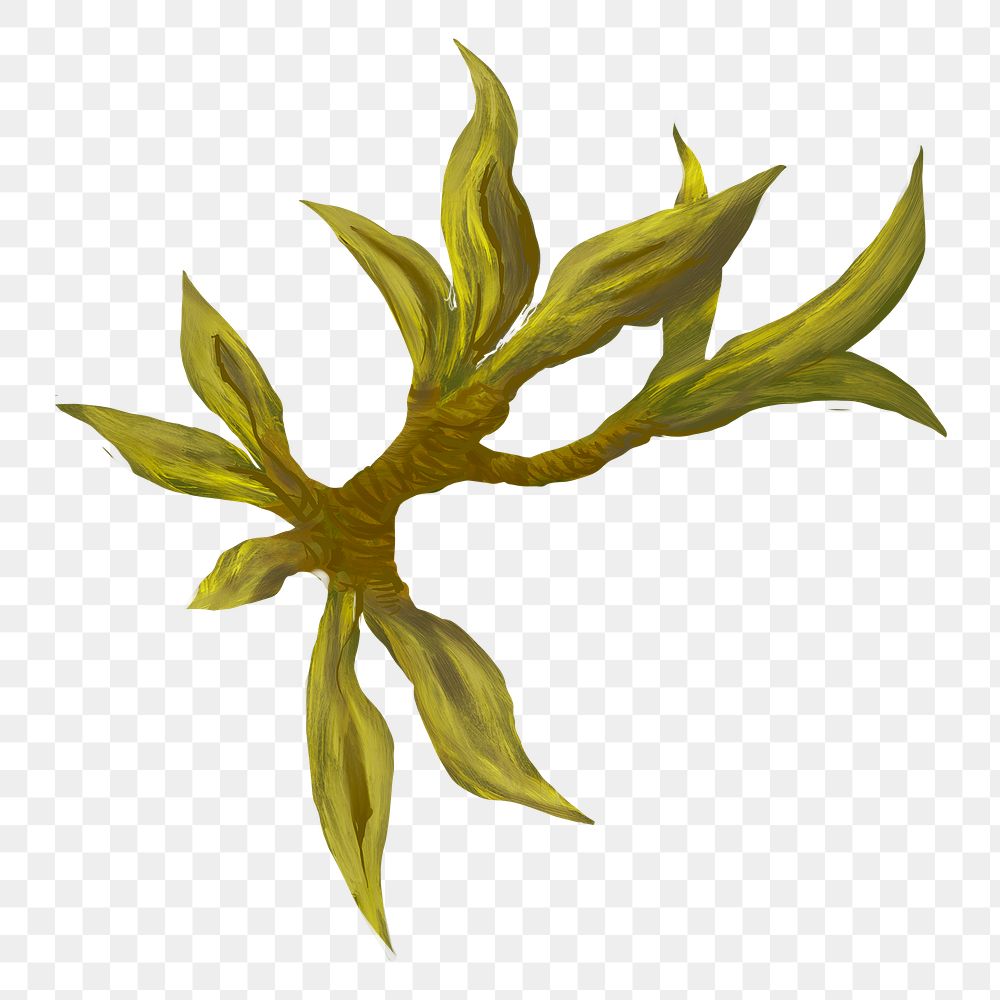 Leaf branch png sticker, transparent background