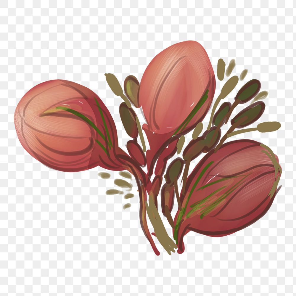 Unbloomed cherry blossom png sticker, transparent background