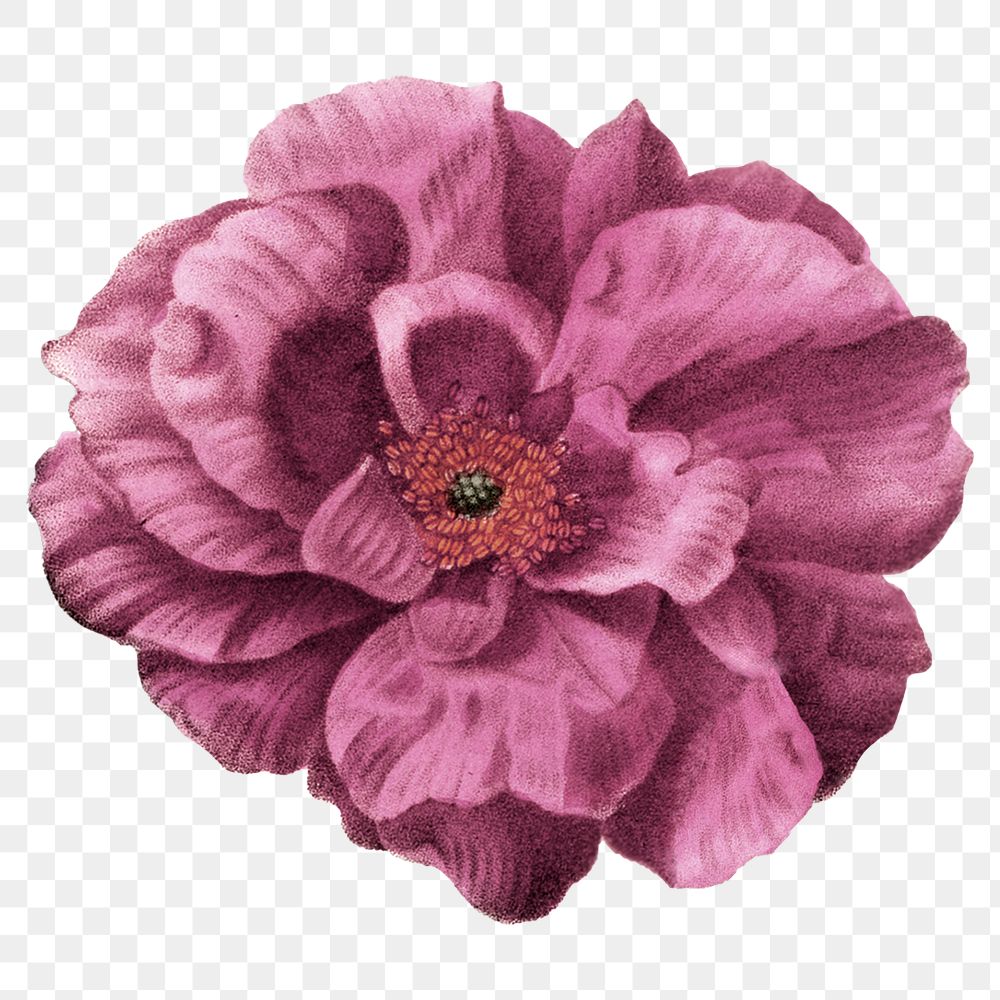 Pink flower png vintage French rose sticker, transparent background