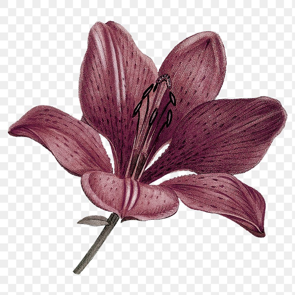 Vintage lily png purple flower sticker, transparent background