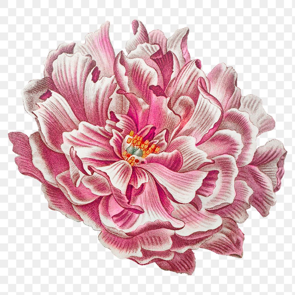 Pink flower png vintage chrysanthemum sticker, transparent background