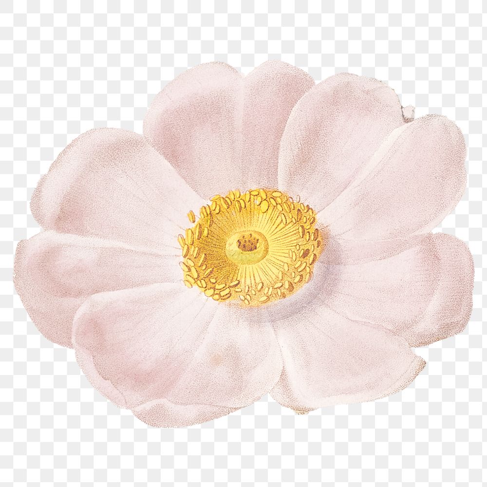 PNG vintage white flower sticker, transparent background