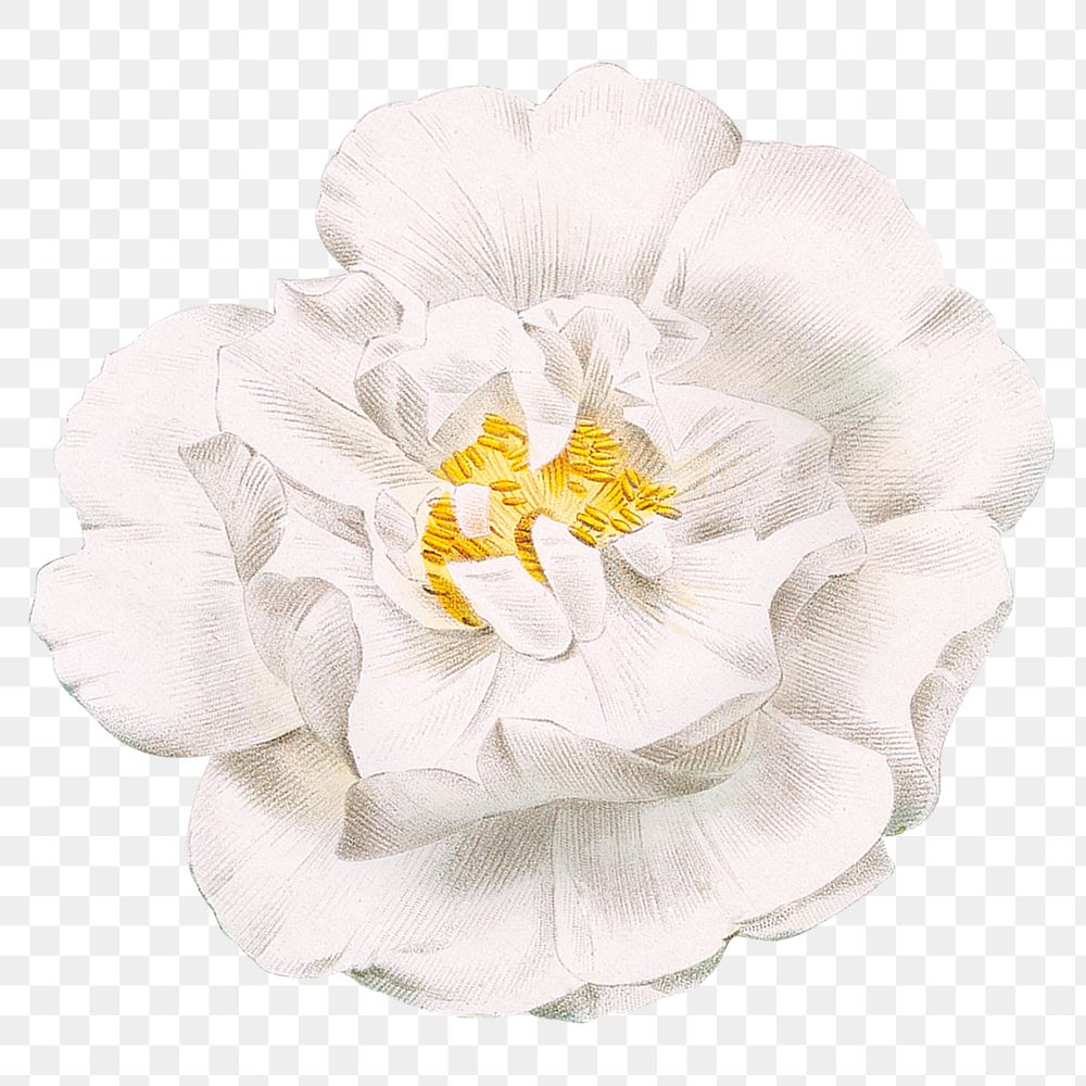 White rose png vintage flower sticker, transparent background