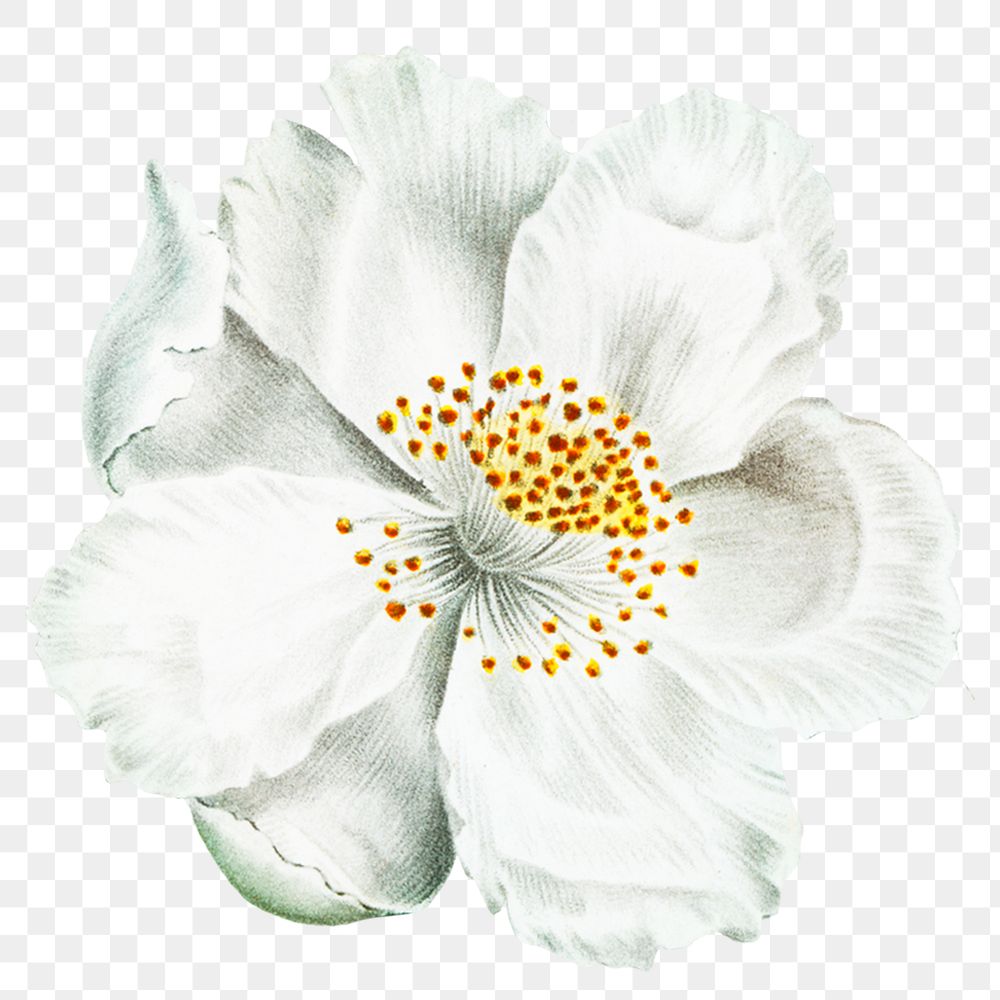 White flower png vintage musk rose sticker, transparent background